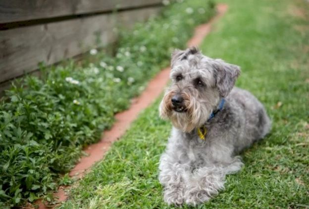 Шнудель (Schnoodle): метис шнауцера и пуделя