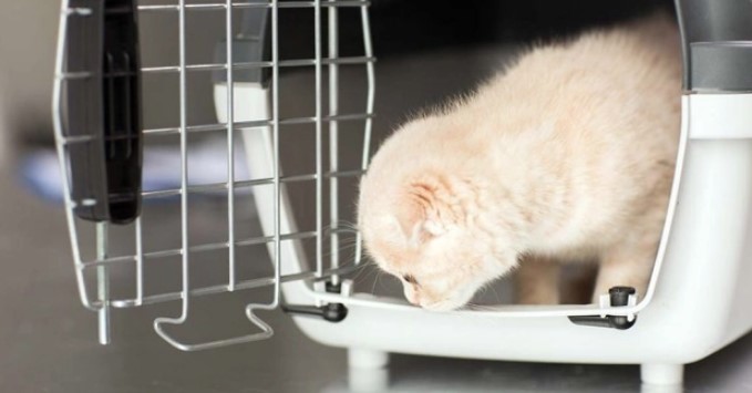 Как свести к минимуму стресс у домашних животных во время визитов к ветеринару